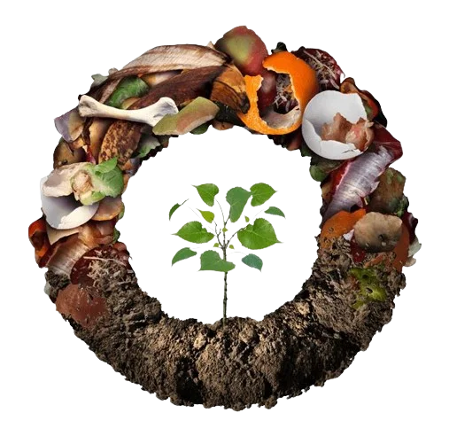 Circle of food scraps with a small plant growing in the center. Biodiesel is a renewable fuel made from organic waste products like food scraps. This blog post compares biodiesel to diesel fuel.